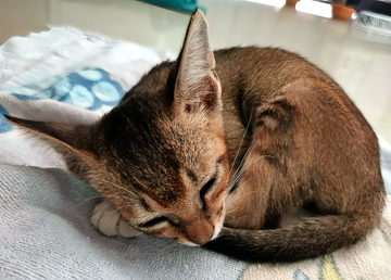 中华雀猫-快懂百科