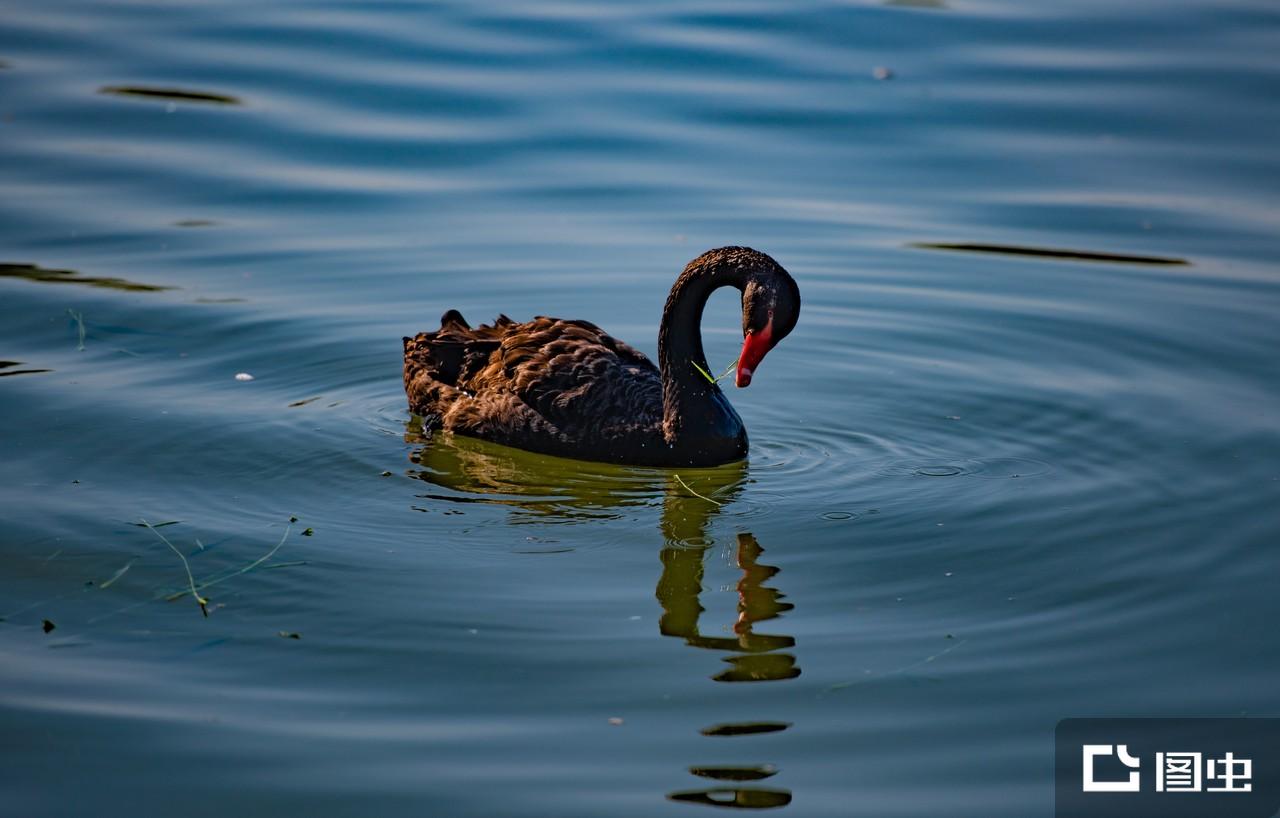 黑天鹅- 抖音百科