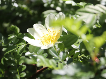 樱草蔷薇-木兰纲蔷薇目植物