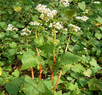 荞子