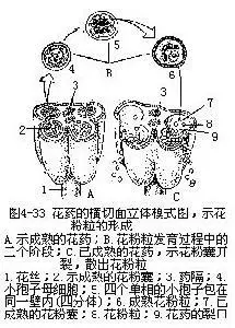 花药