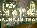 流泪的野樱花-流泪的野樱花