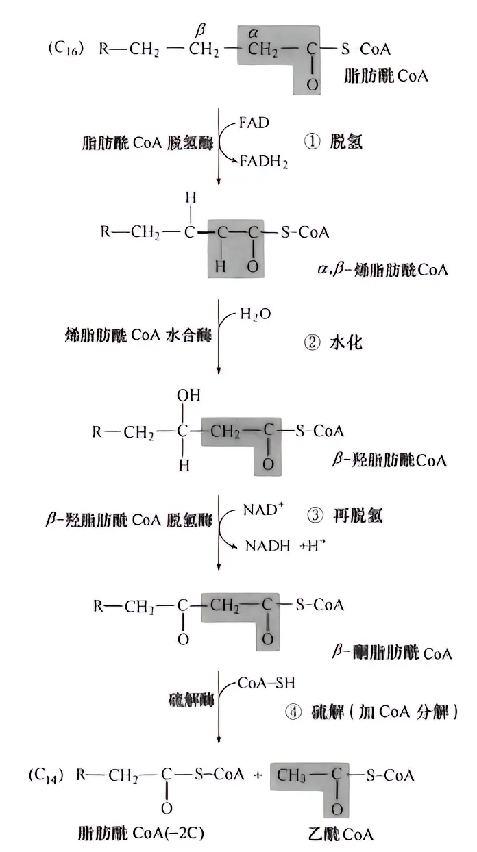 脂肪酸