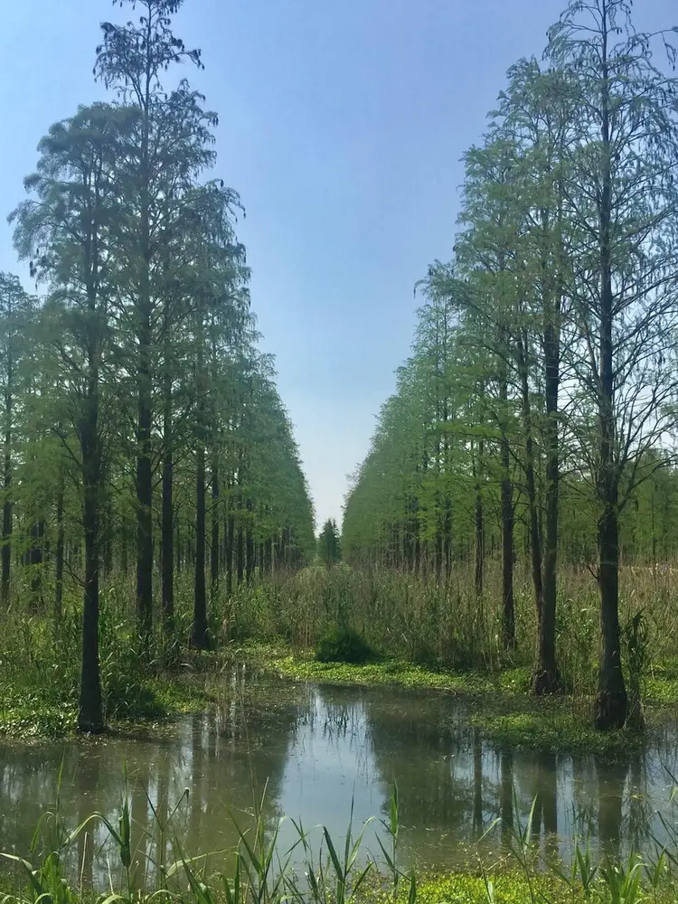 青西郊野公园