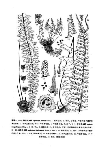 倒挂铁角蕨-水龙骨目铁角蕨属植物