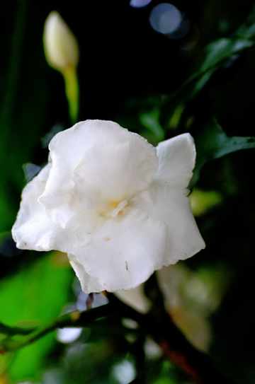 狗牙花-夹竹桃科狗牙花属植物