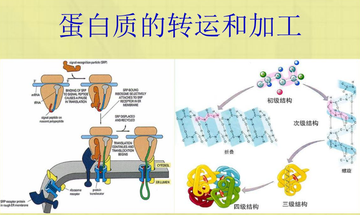 牛磺胆酸共转运蛋白