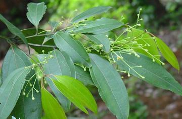 野黄桂-樟亚科樟属植物