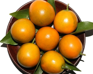脆皮金桔-芸香科金柑属植物