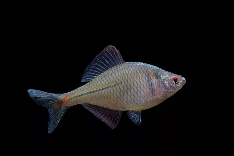 潮白河