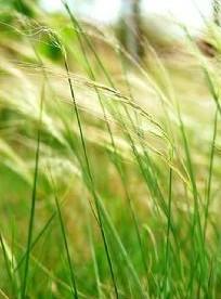 多毛知风草-禾本科画眉草属植物