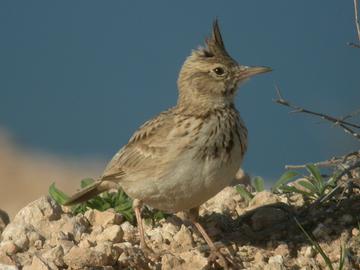 凤头百灵阿尔及利亚亚种-百灵科凤头百灵属动物