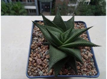 琉璃殿-天门冬目阿福花科植物