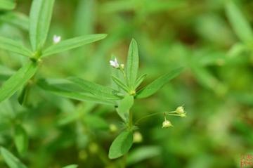伞房花耳草-茜草科蛇舌草属植物