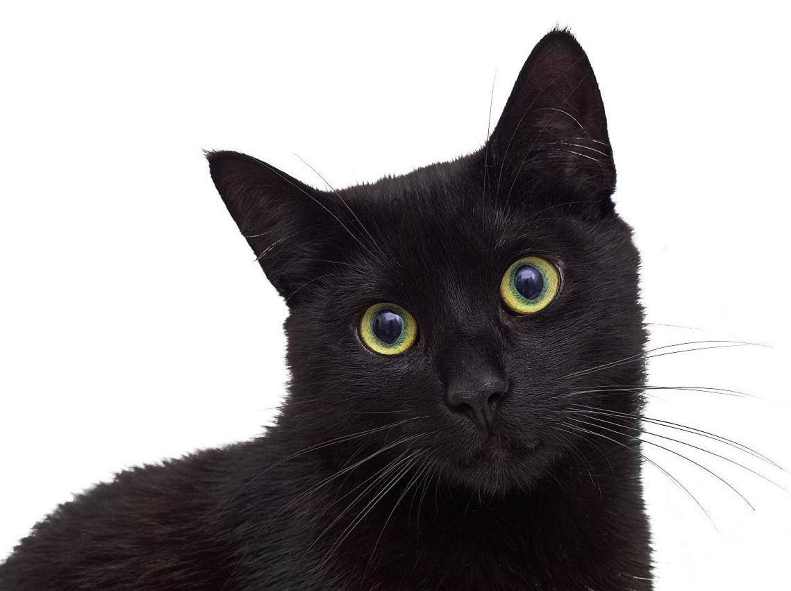 猫- 抖音百科, image size:1139x851