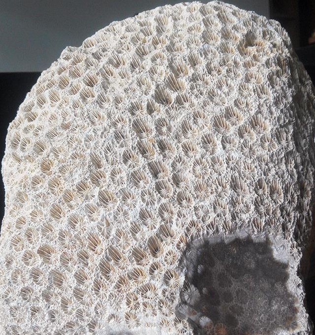 化石珊瑚 - 素材/材料
