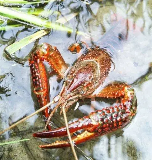 澄海区