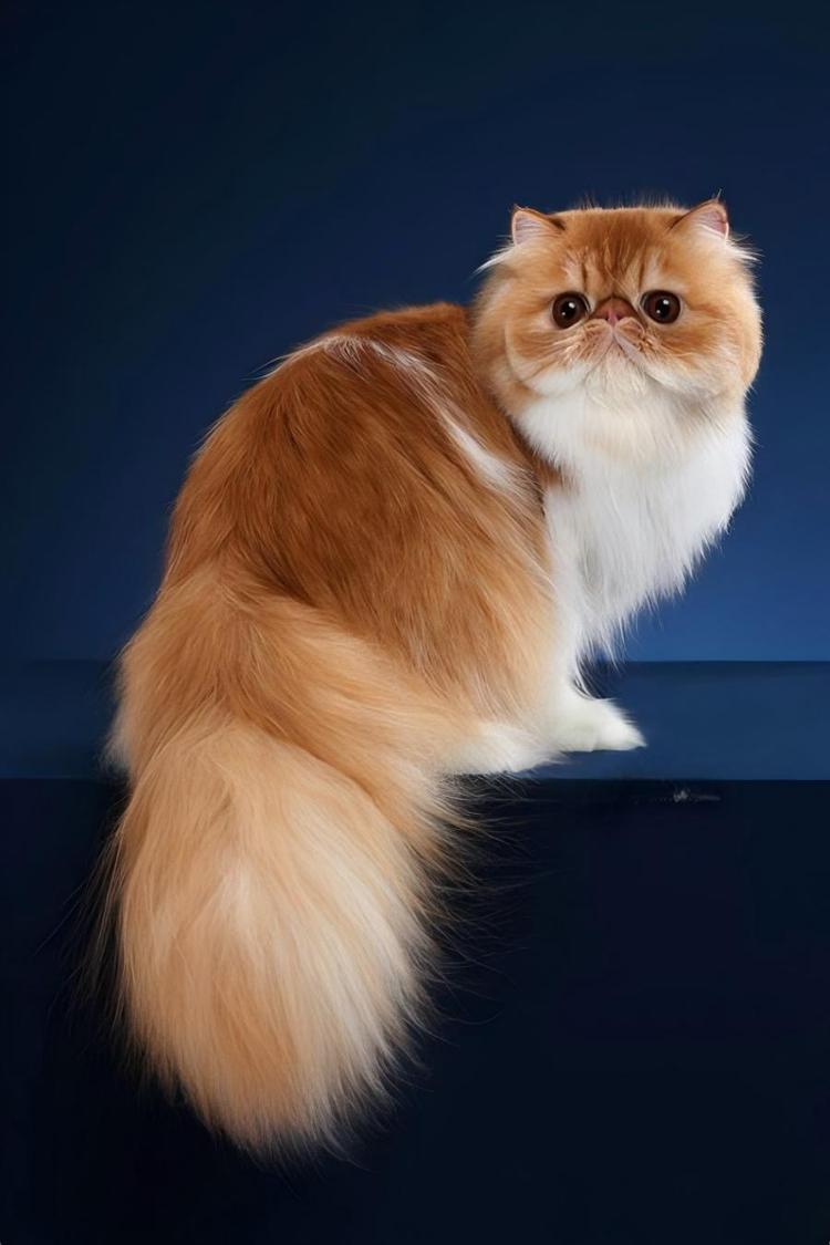 常見貓咪品種性格指南：狗狗型、慢熱型、安靜型特質與飼養建議, image size:750x1125