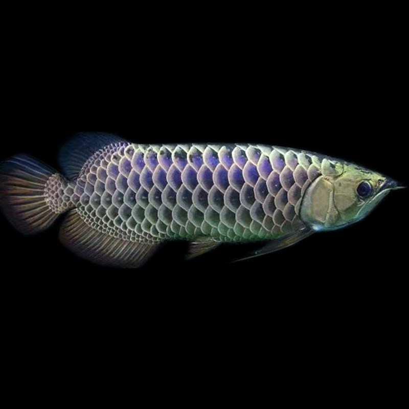 過背金龍極 200,001円〜 | アロワナ等の大型魚・熱帯魚のオンライン販売店