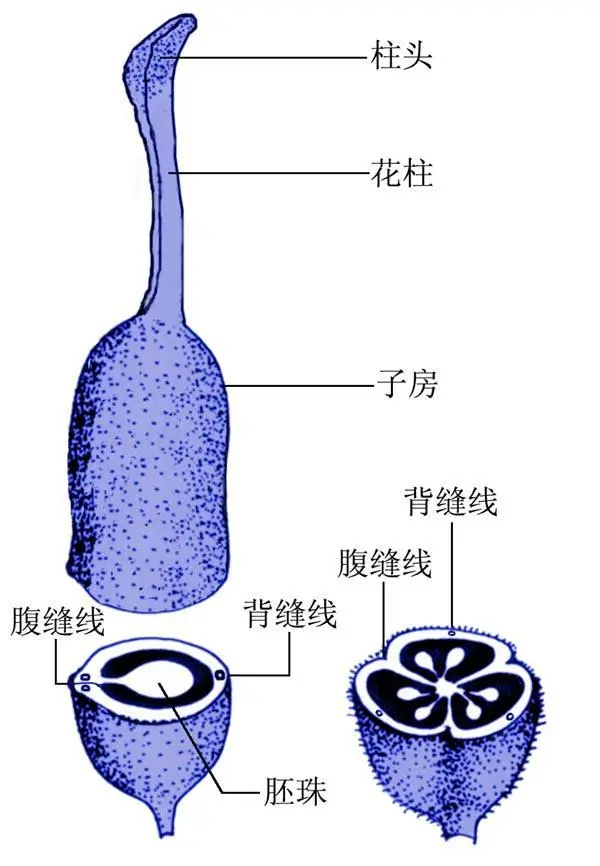 花柱