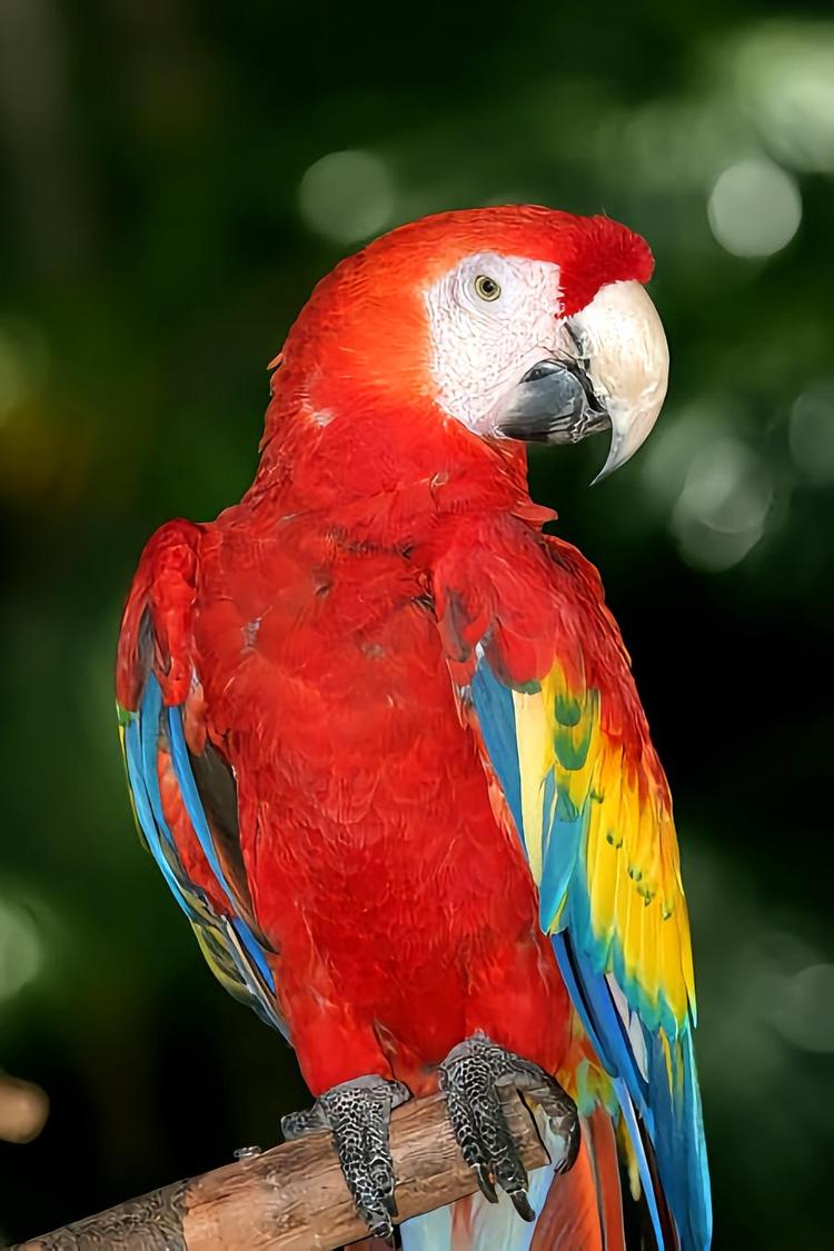 卡布里金刚鹦鹉- 抖音百科