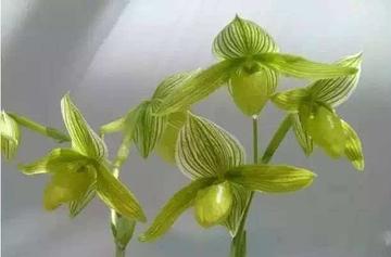 头蕊兰