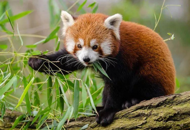 小熊猫 8f2f8a49e5964625bc20accfb432b5