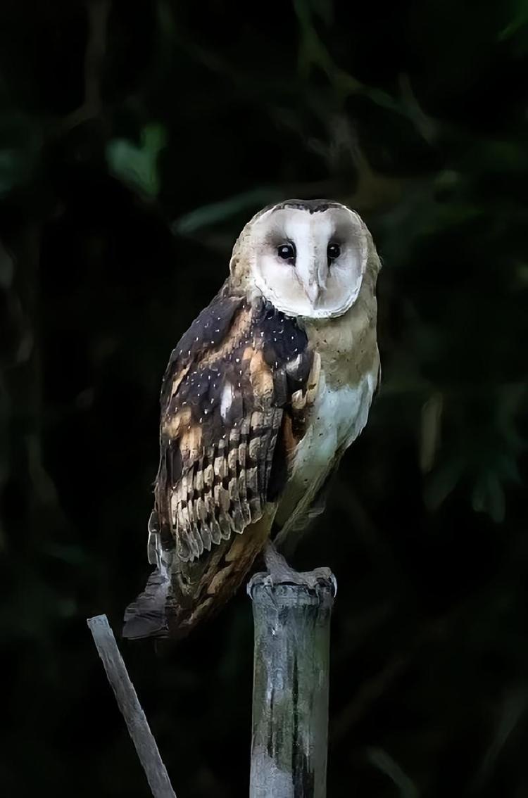 猴面鸟- 抖音百科, image size:750x1134