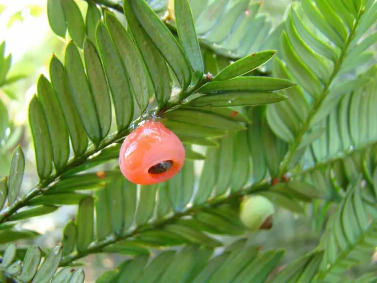 紅豆杉 白豆杉公式サイト｜白豆杉の国内唯一の輸入製造販売元である株式