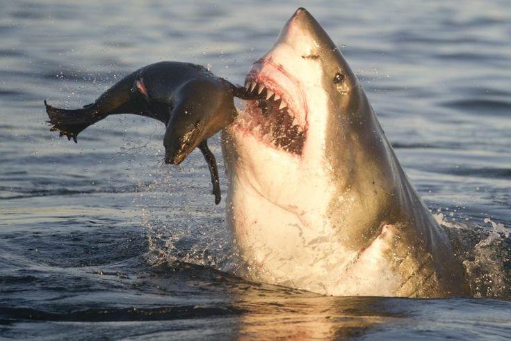 Great White Shark Dies After Just 3 Days In Captivity At Japan