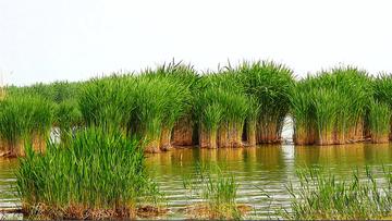 鹤泉湖-银川市永宁县自然景观