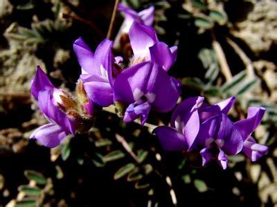 豆⭐️茎⭐️花 the.sungarden | ID : 孔雀优#富贵花专用泥#沙漠玫瑰#富贵花