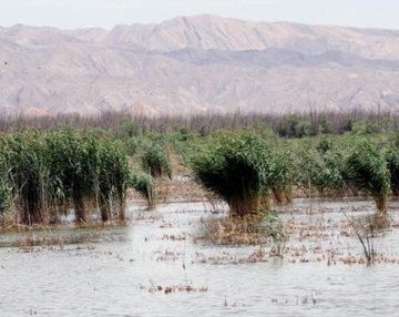 青铜峡鸟岛-青铜峡鸟岛