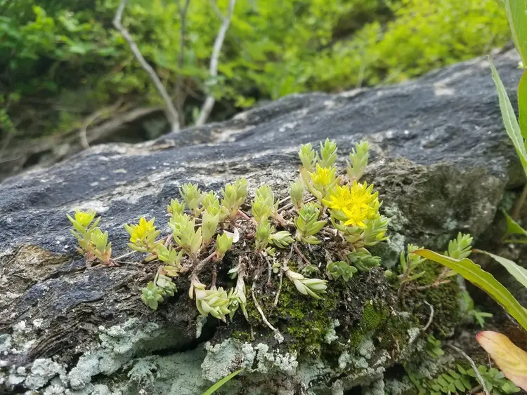 垂盆草