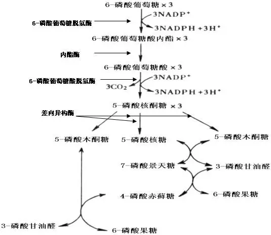 戊糖磷酸途径