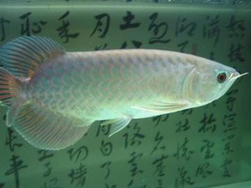 青龙鱼
