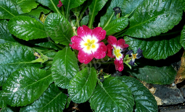 多花报春-报春花科报春花属植物