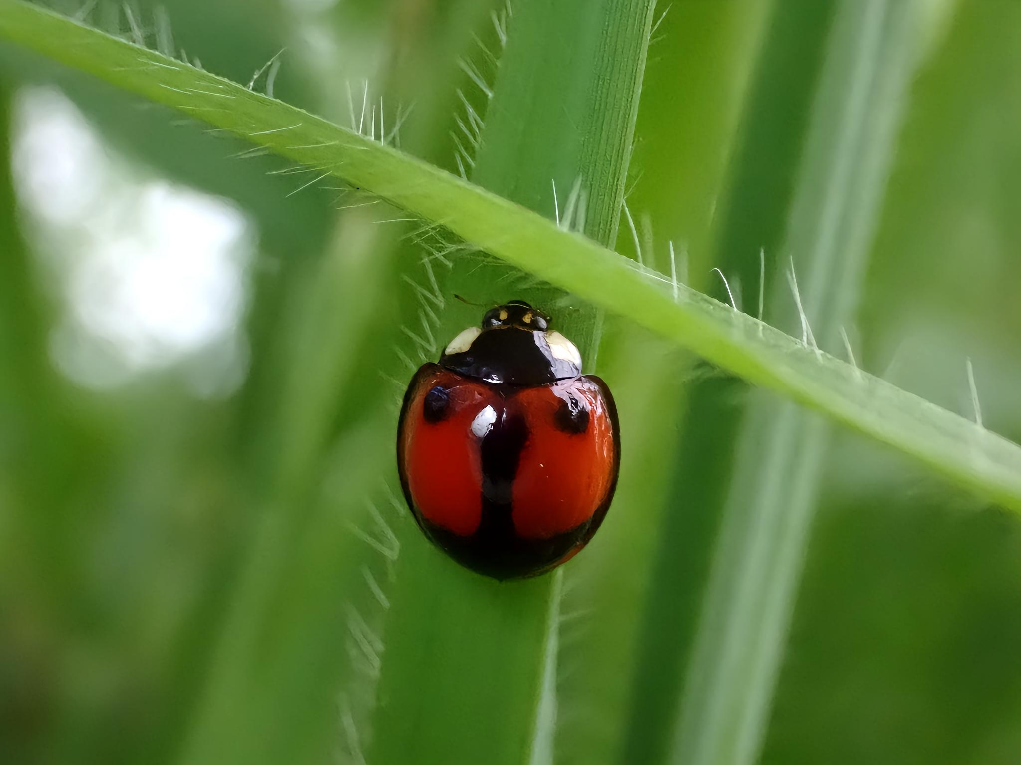 甲虫- 抖音百科