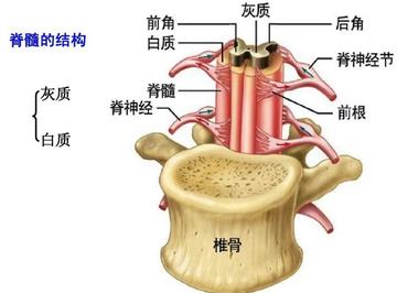 脊髓-脊椎骨组成的椎管