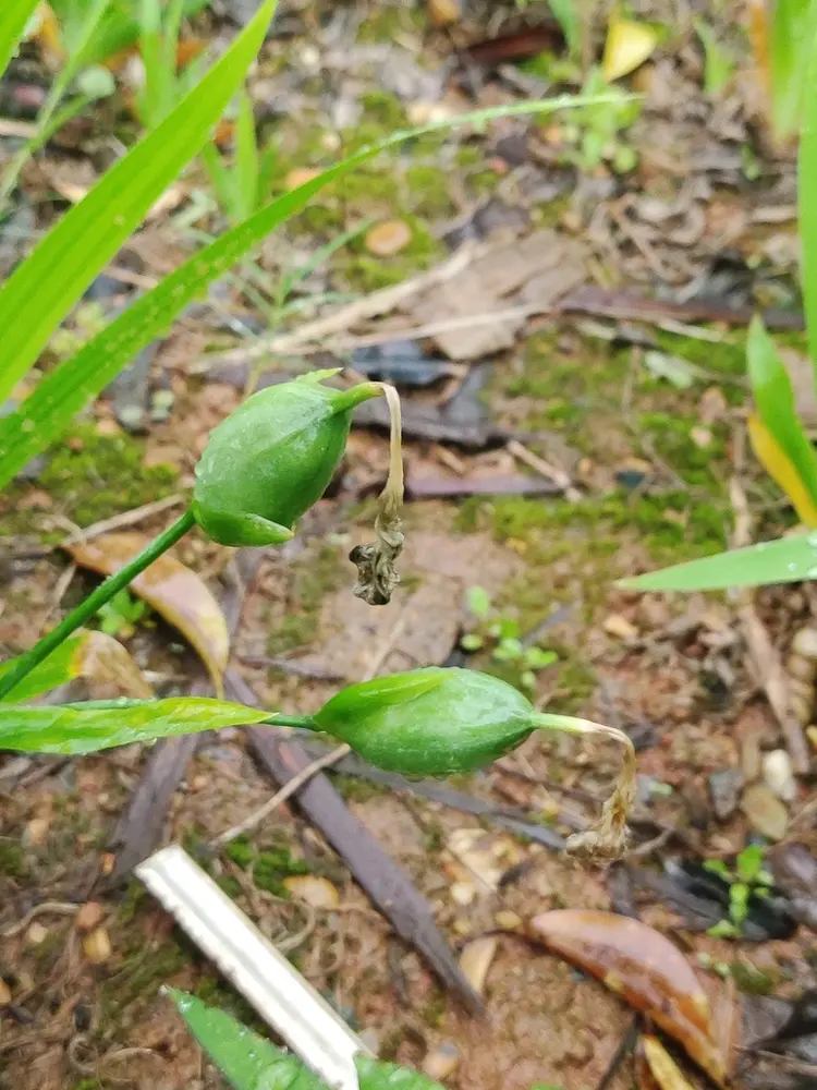 鸢尾