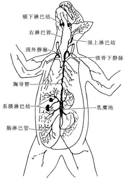 哺乳动物