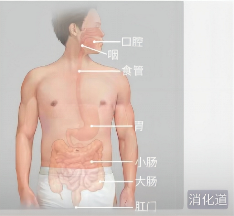 人体組織学消化器-