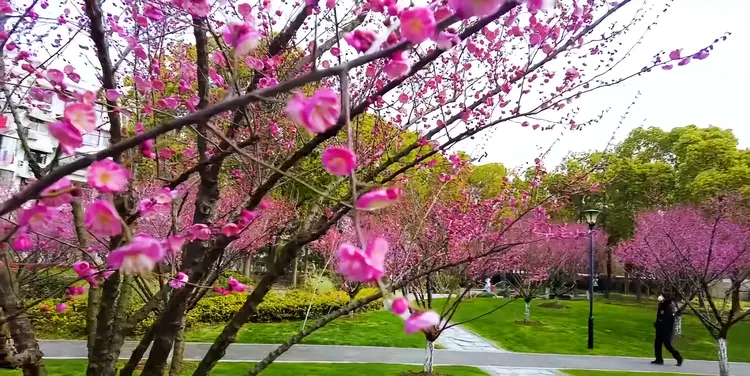 彭浦新村街道