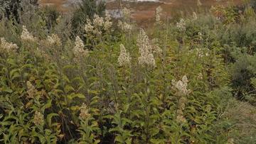 术叶合耳菊-菊科合耳菊属植物