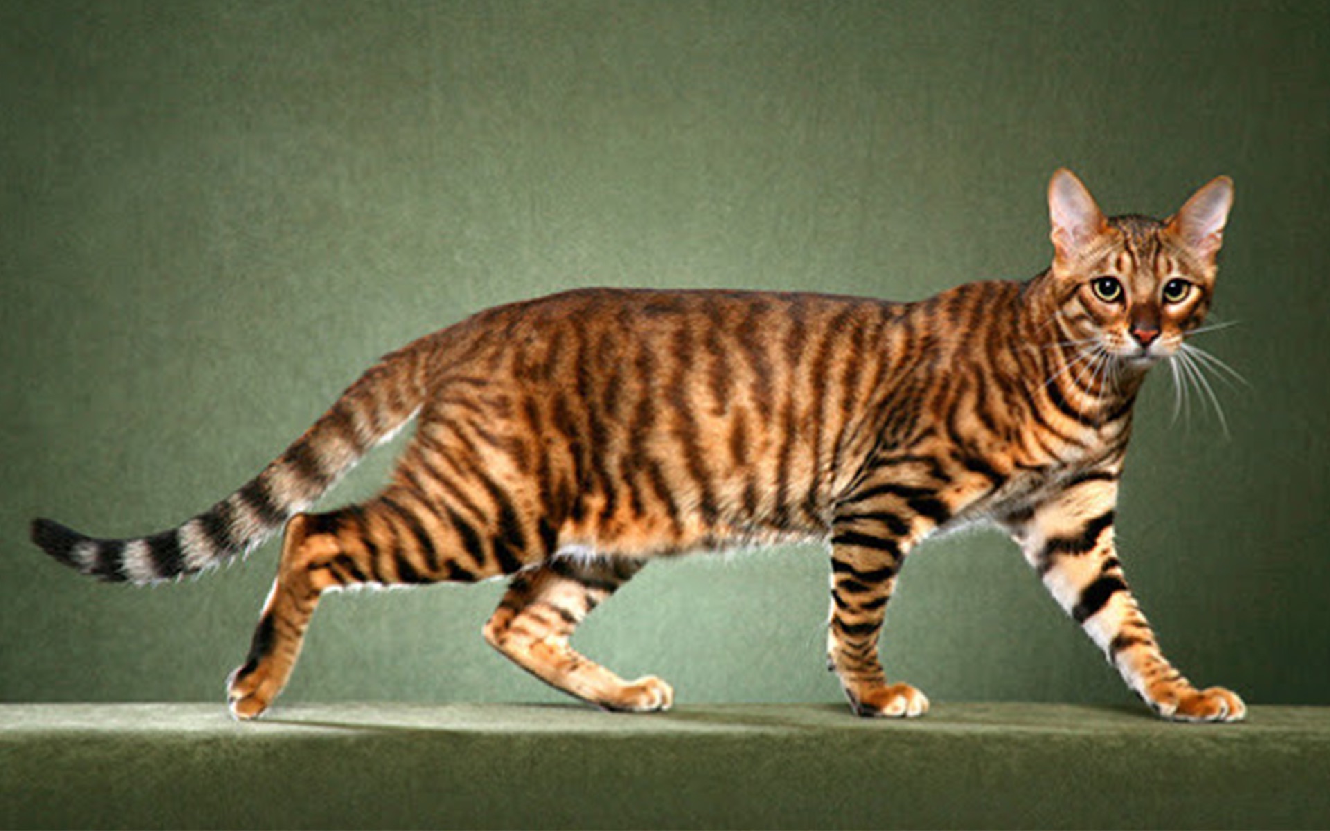 虎猫PC JXK 1/6叛逆的貓1/6 Rebellious cat – bidToys