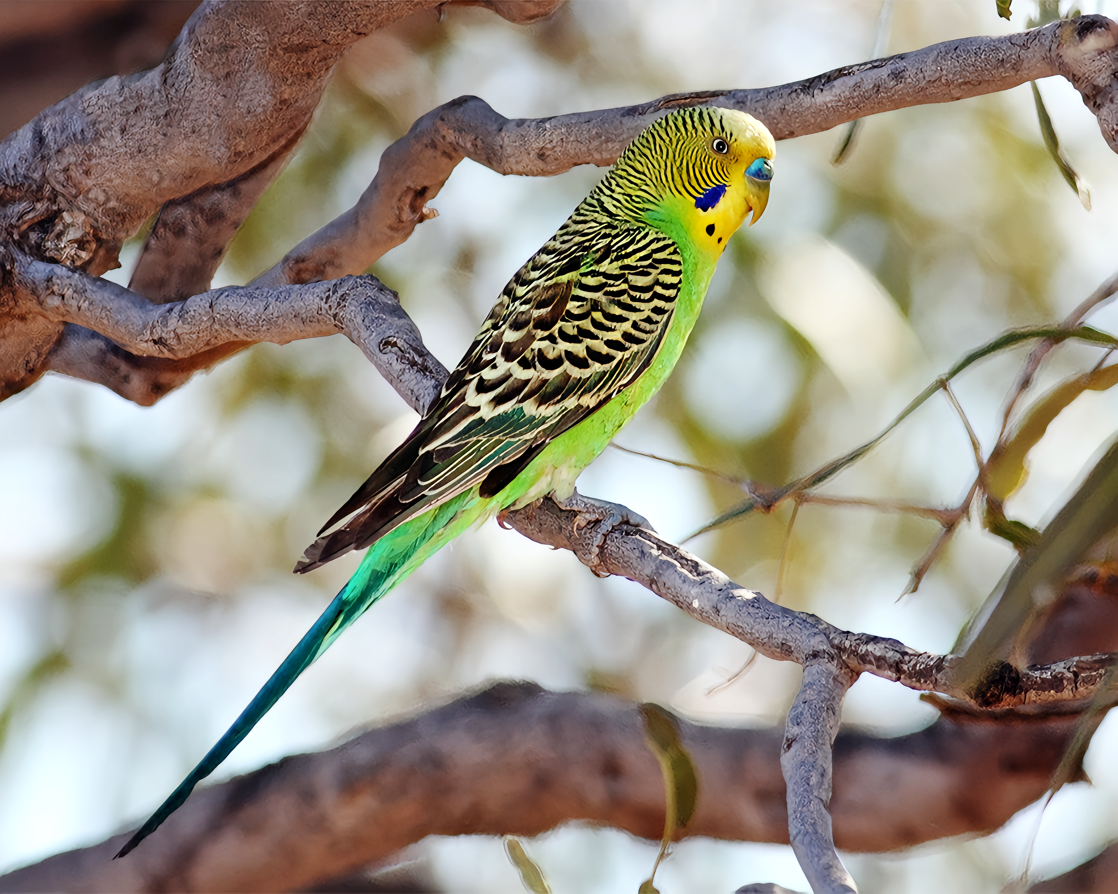 虎皮鹦鹉- 抖音百科