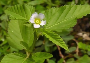马松子属