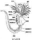 龙介属-隐居目龙介科下的属
