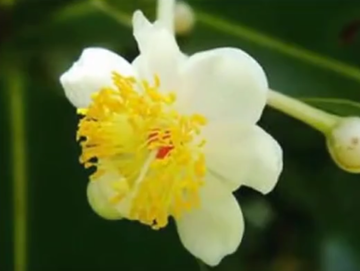 广西藤黄-广西藤黄