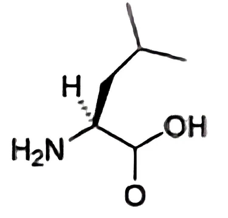 亮氨酸